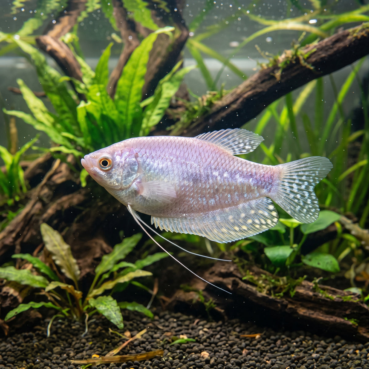 Lavender Gourami